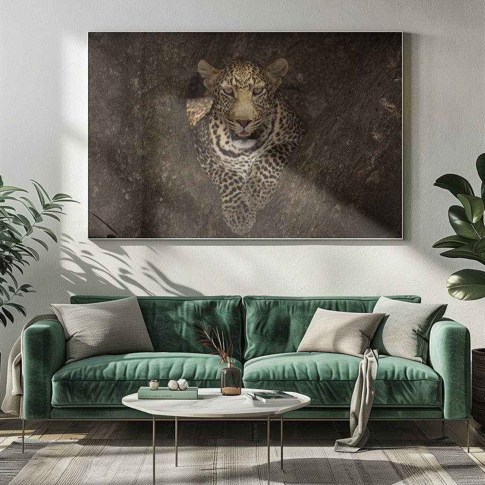 Wall art Leopard Resting on a Tree at Masai Mara