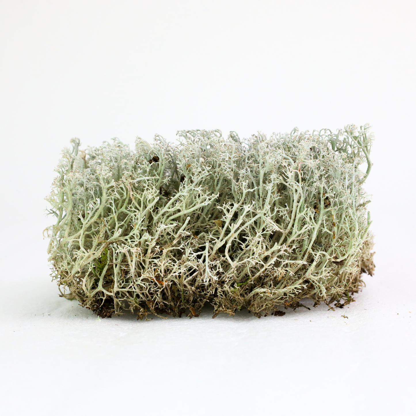 Lichen - Revita-Mousse (Cladonia arbuscula)