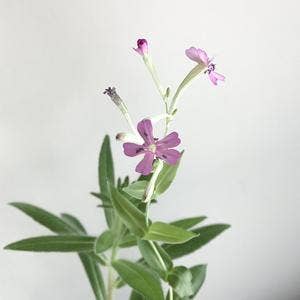 Carte de vœux à planter - Félicitations
