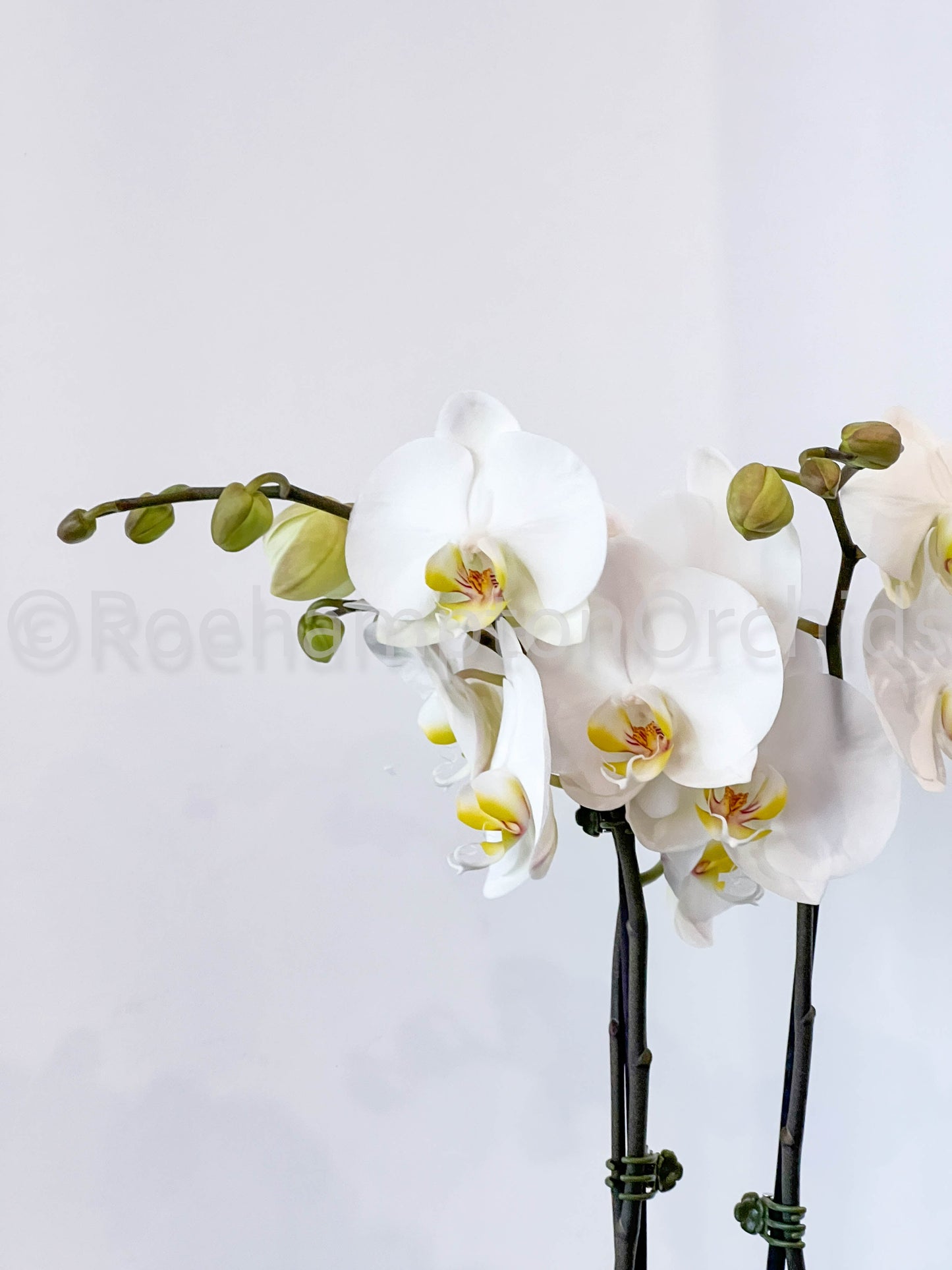 Composition classique d'orchidées