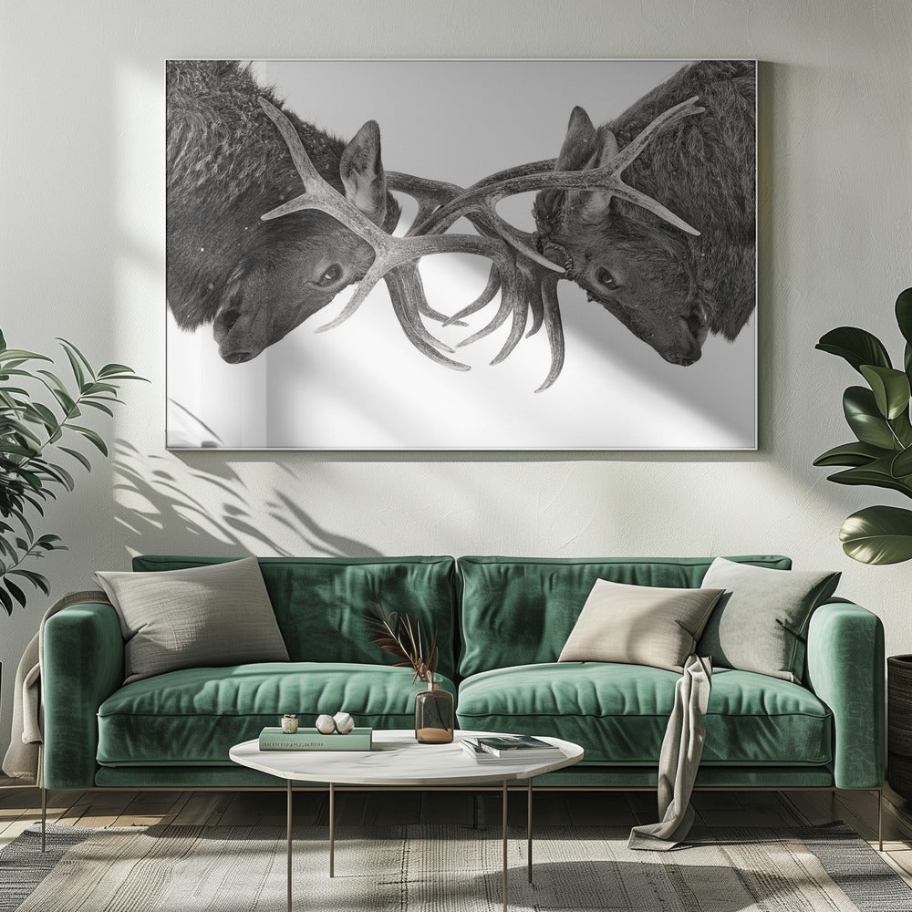 Décoration murale Œil pour œil - Combat d'élans
