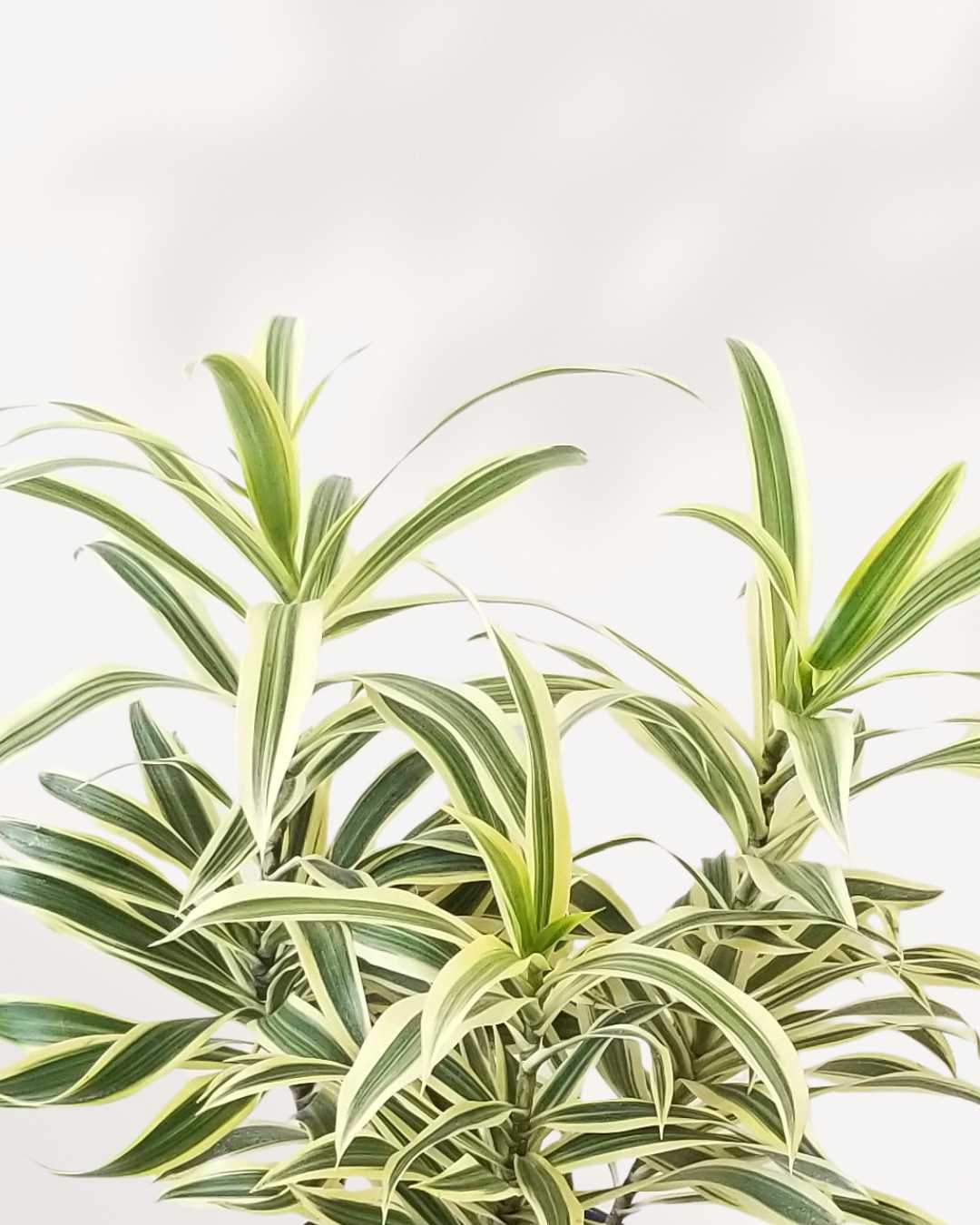 Plante d'intérieur Dracaena Reflexa 'Song of India'