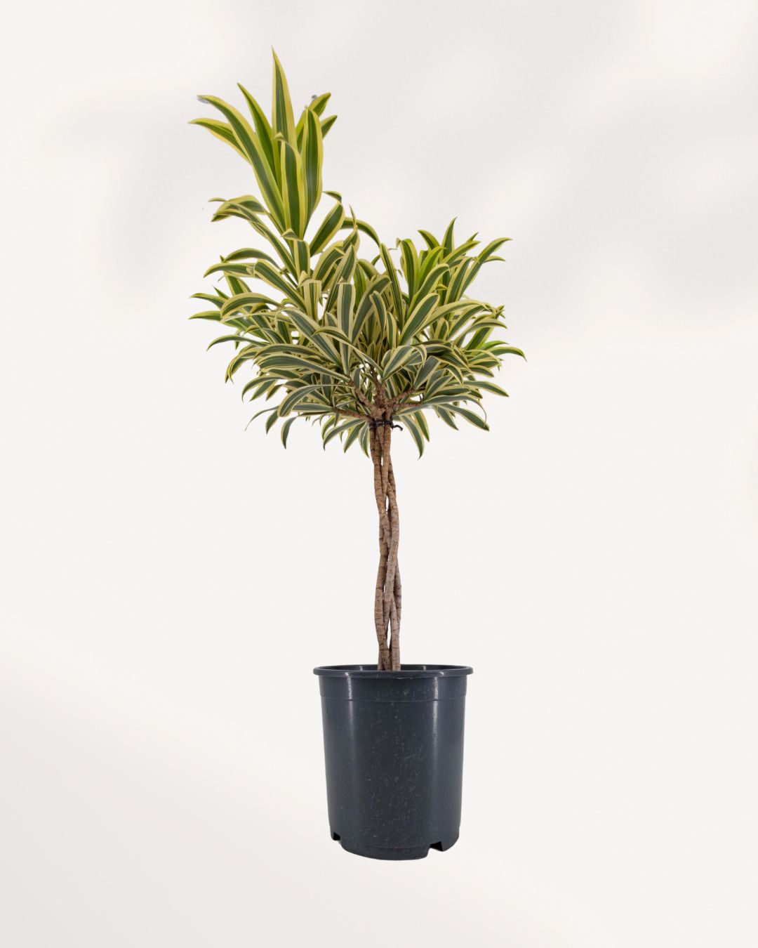 Plante d'intérieur Dracaena Reflexa 'Song of India'