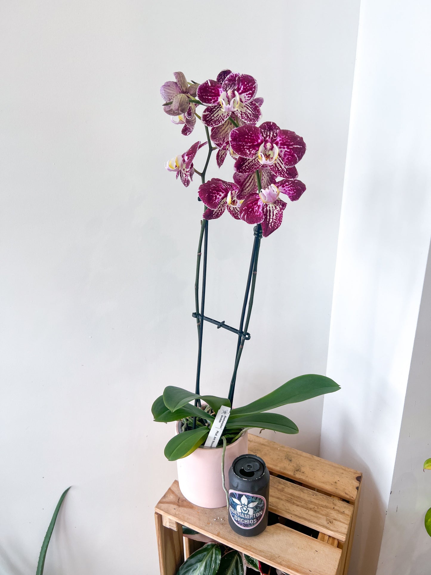(Grand) Phalaenopsis "Meilleure floraison"