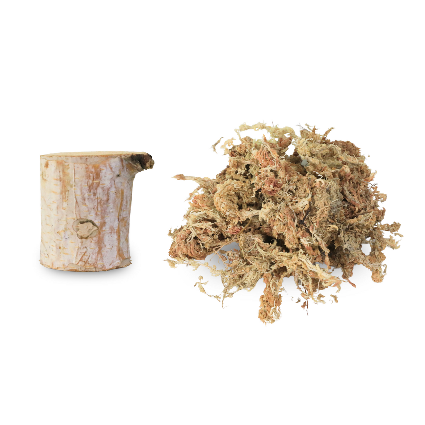 Kit de terrarium Mossify