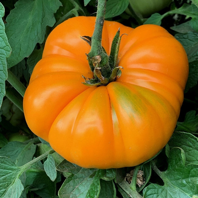 Tomate Beefsteak orange