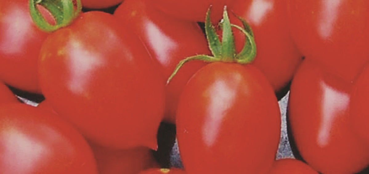 Tomate Principe Borghese