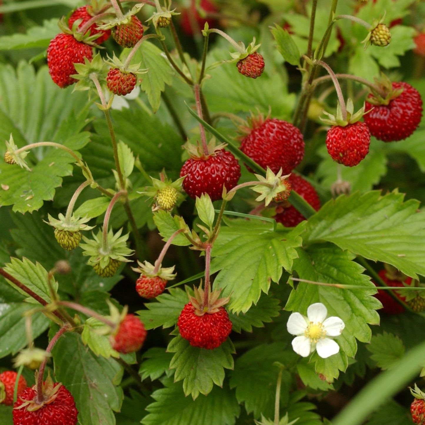 Fraise des bois (alpine rouge)