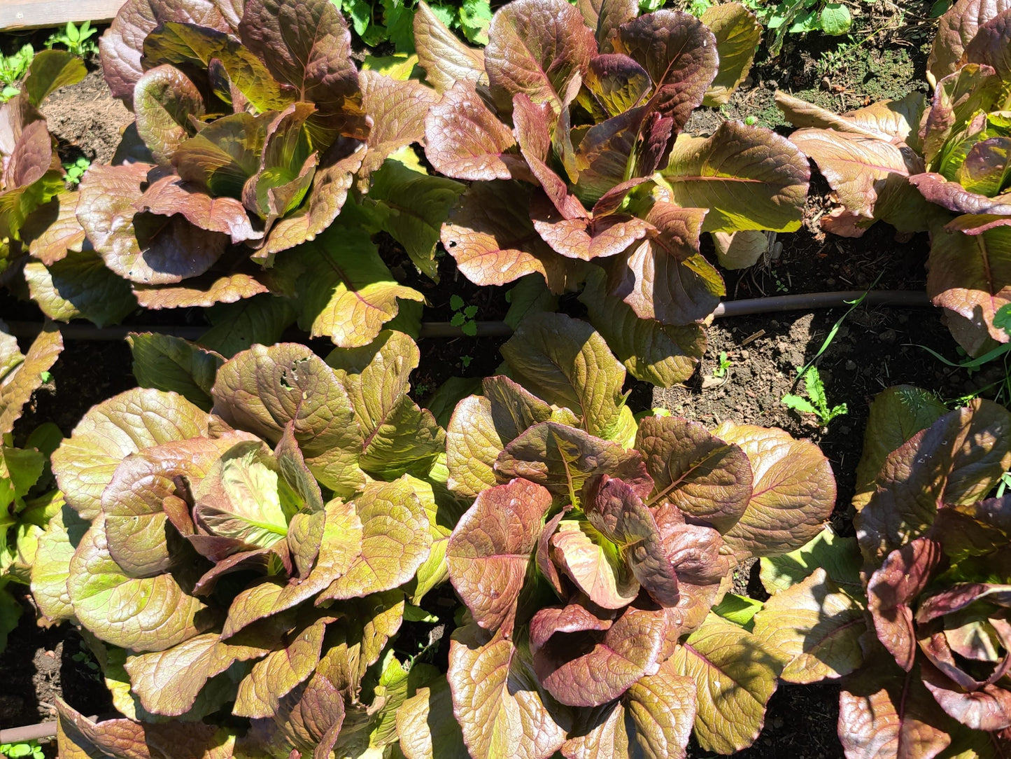Laitue rouge romaine