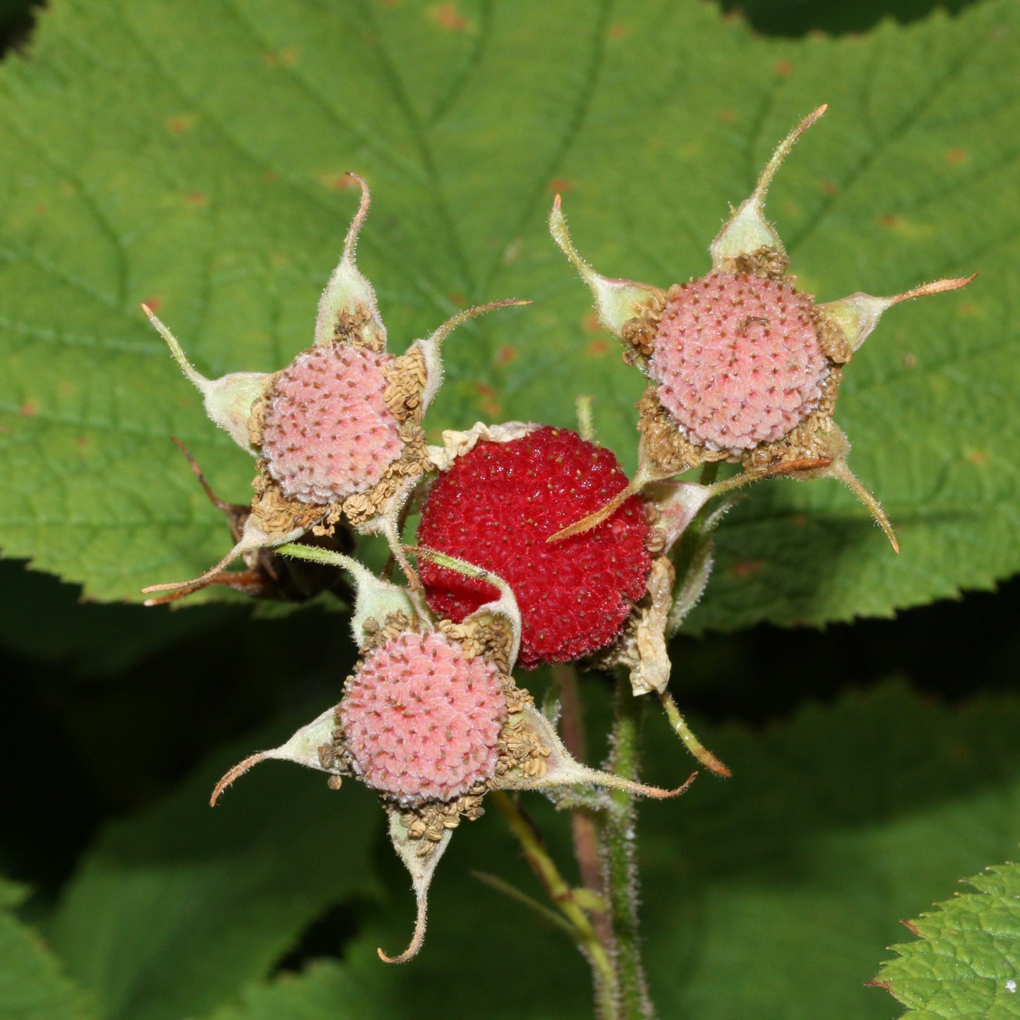 Framboise sauvage