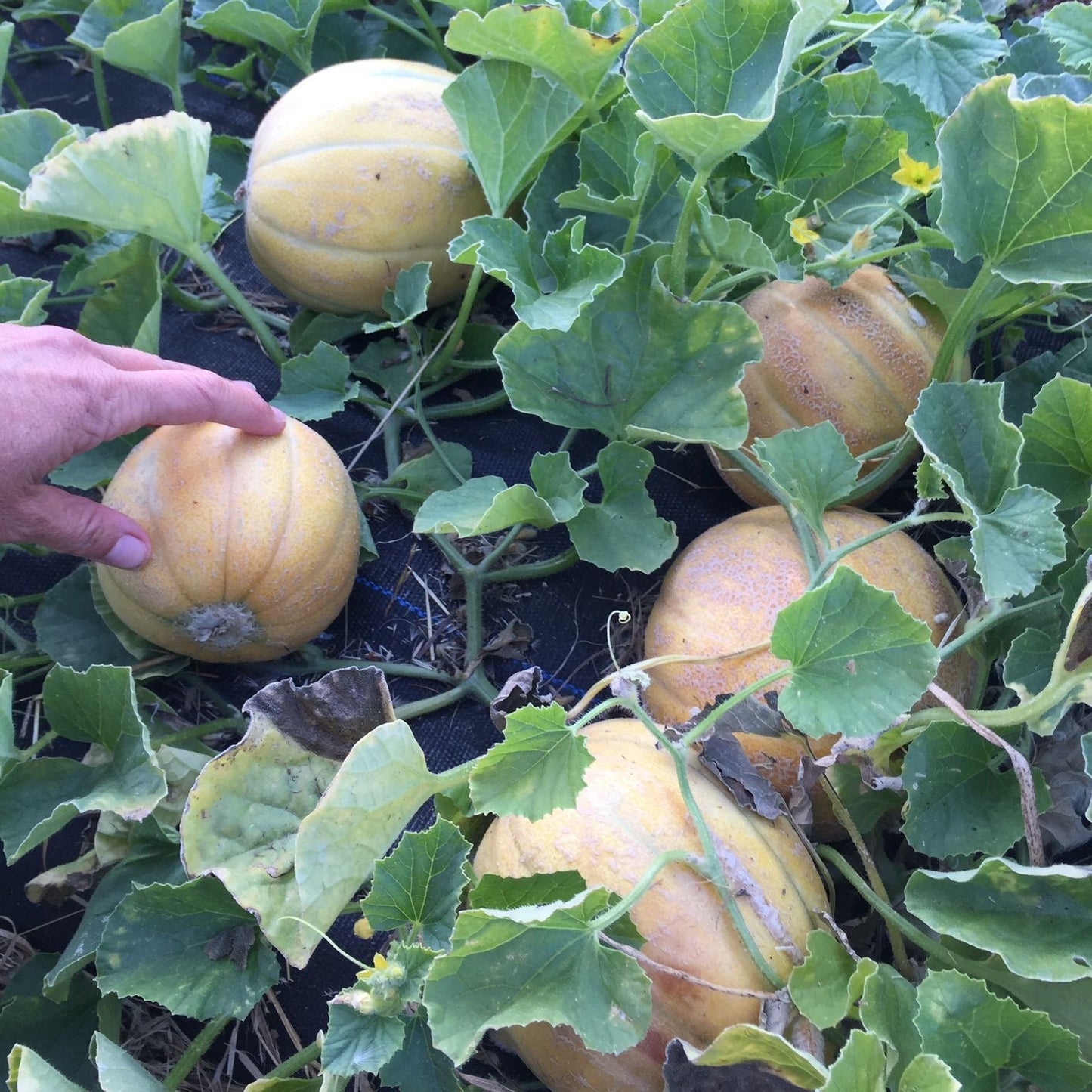Mini Mélange de Melons