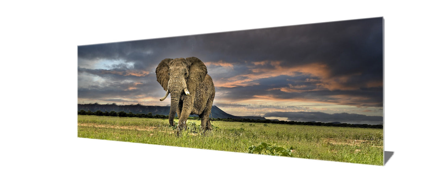 Toile faune-Éléphant -Art mural