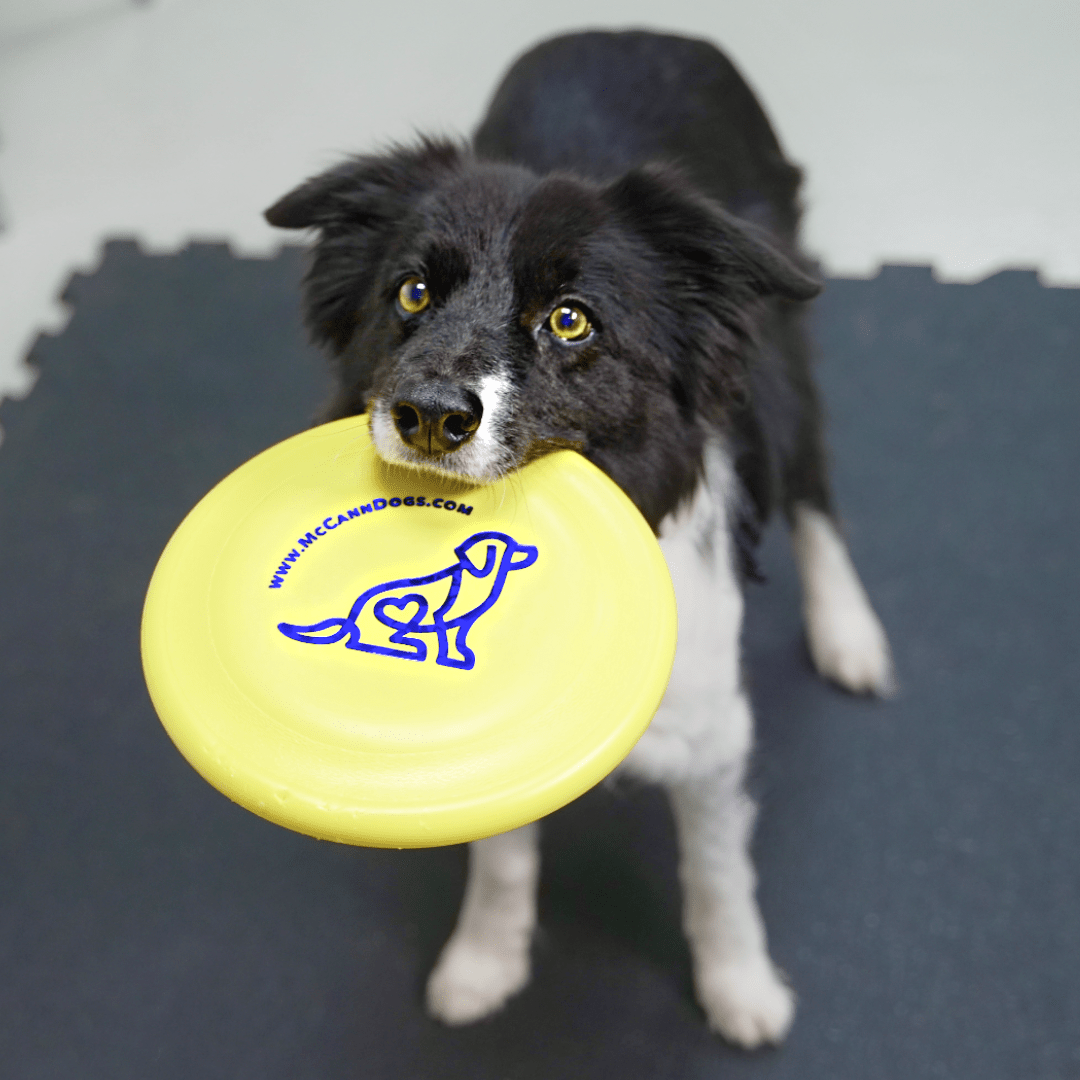 McCann Dogs HyperFlite SofFlite Disc
