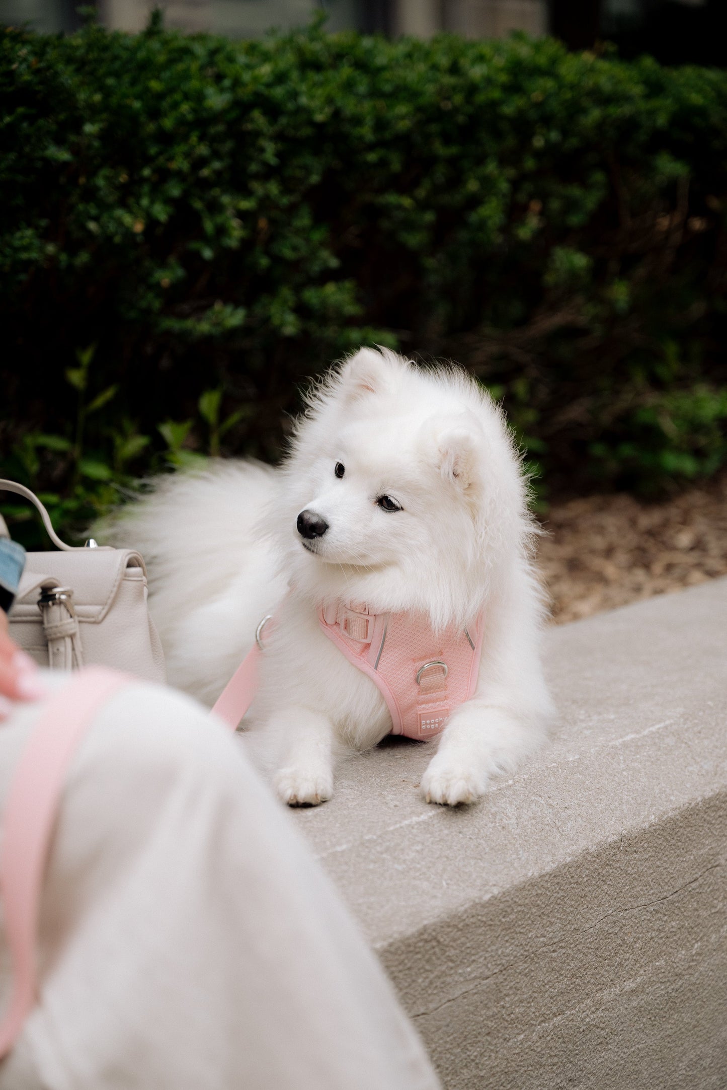 Classic 2.0 Harness Lychee
