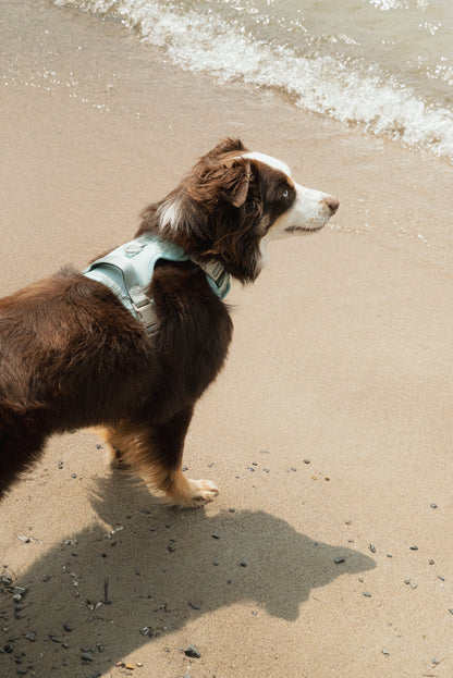 Classic 2.0 Harness Breeze
