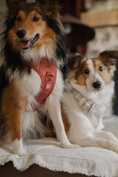 Classic 2.0 Harness Chestnut