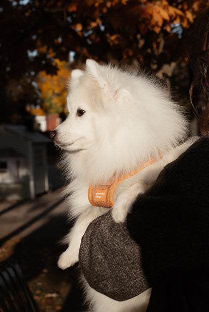 Classic 2.0 Harness Dulce