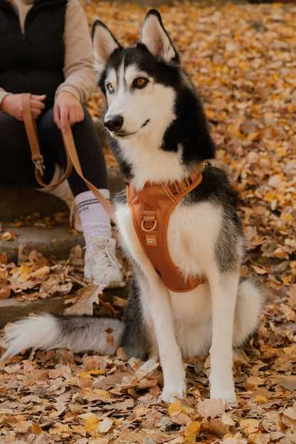 Classic 2.0 Harness Dulce