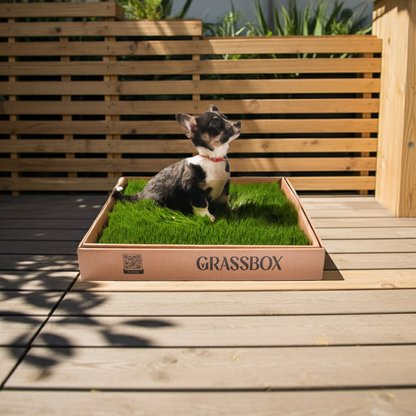 Real GrassBox