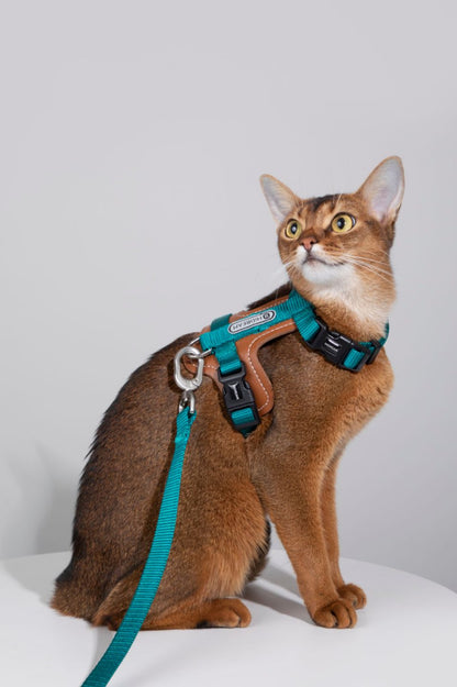 Momopets™ BOBO Series – Harnais en H en Cuir de Qualité Supérieure pour Chat