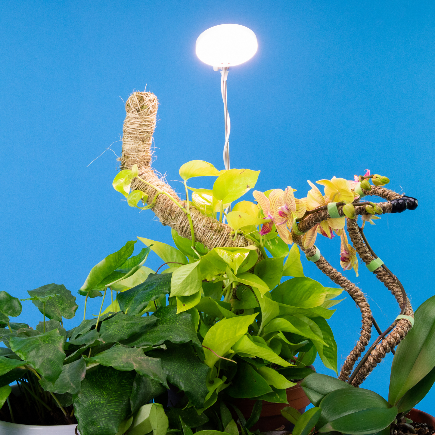 Lampe horticole LED réglable de 28 pouces