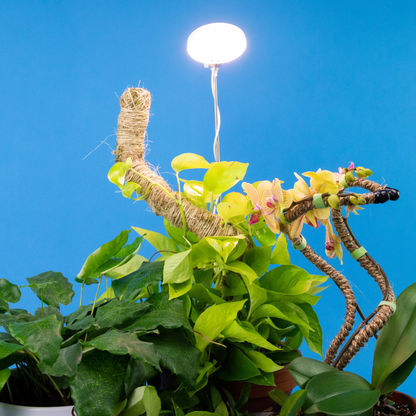 Lampe horticole LED réglable de 28 pouces