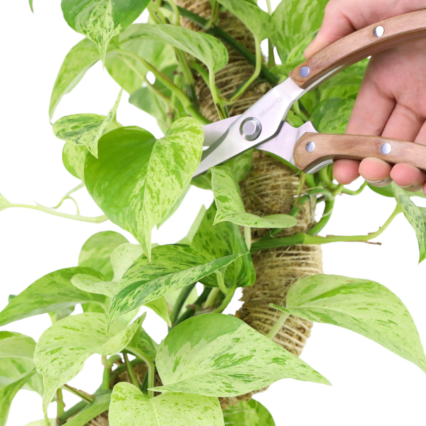 Sécateur de jardin étroit