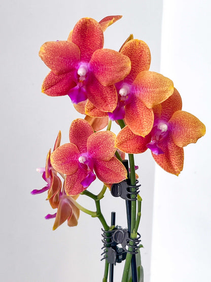 Best in Bloom - Compact Phalaenopsis with Pot