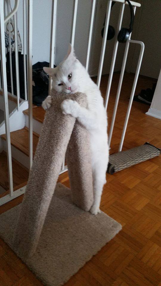 Model 12 - 23" A-Frame Scratch Post.