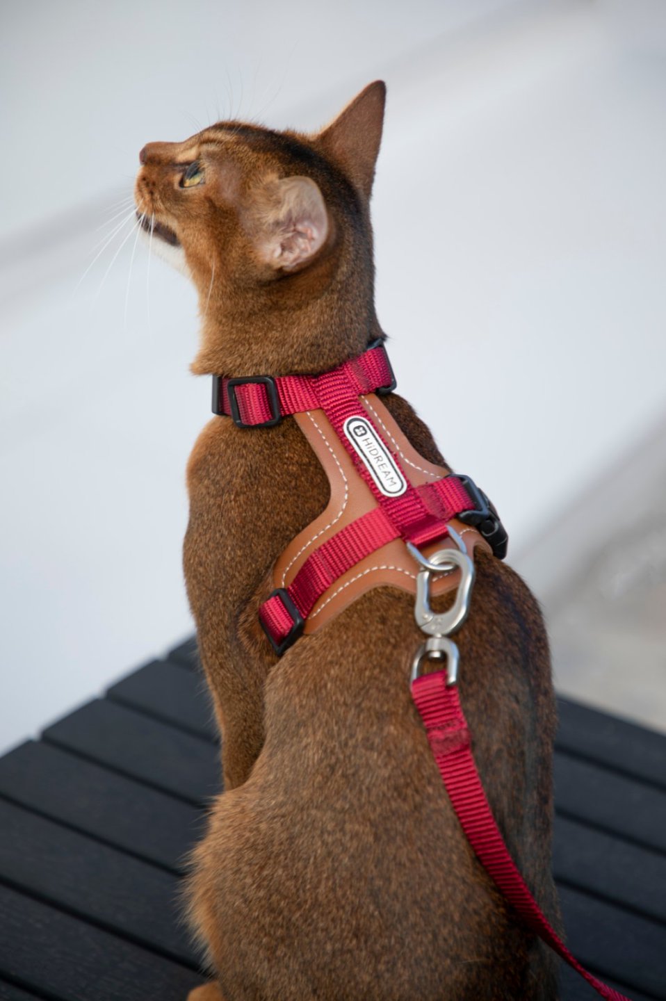 Momopets™ BOBO Series – Harnais en H en Cuir de Qualité Supérieure pour Chat
