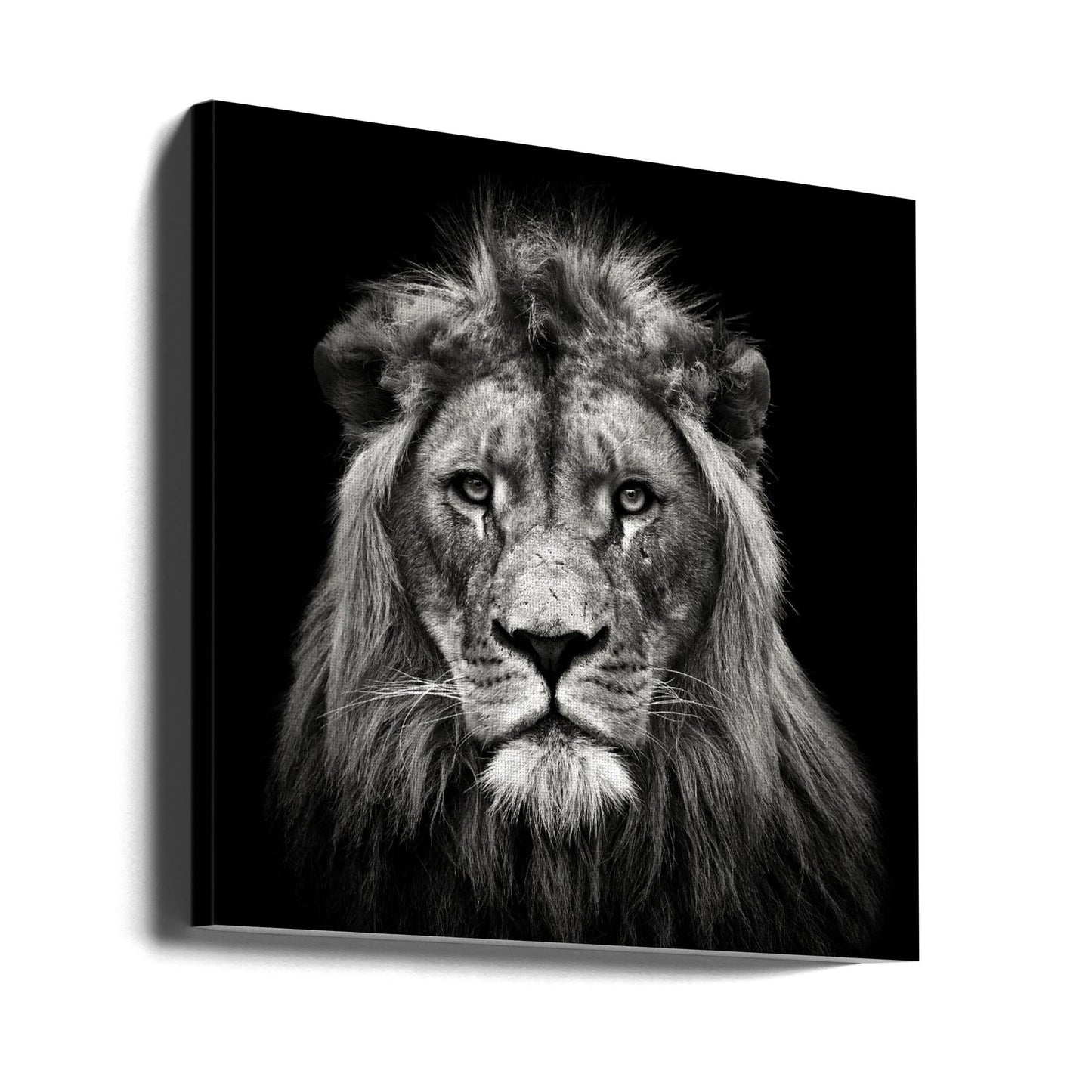 Art mural Impression sur toile jeune lion mâle