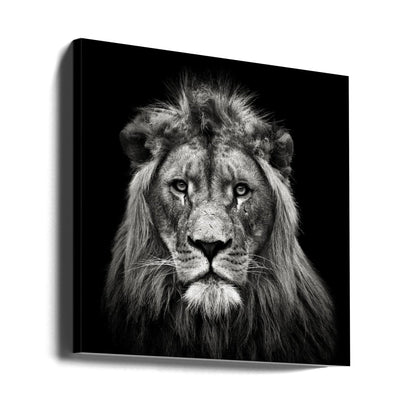 Art mural Impression sur toile jeune lion mâle