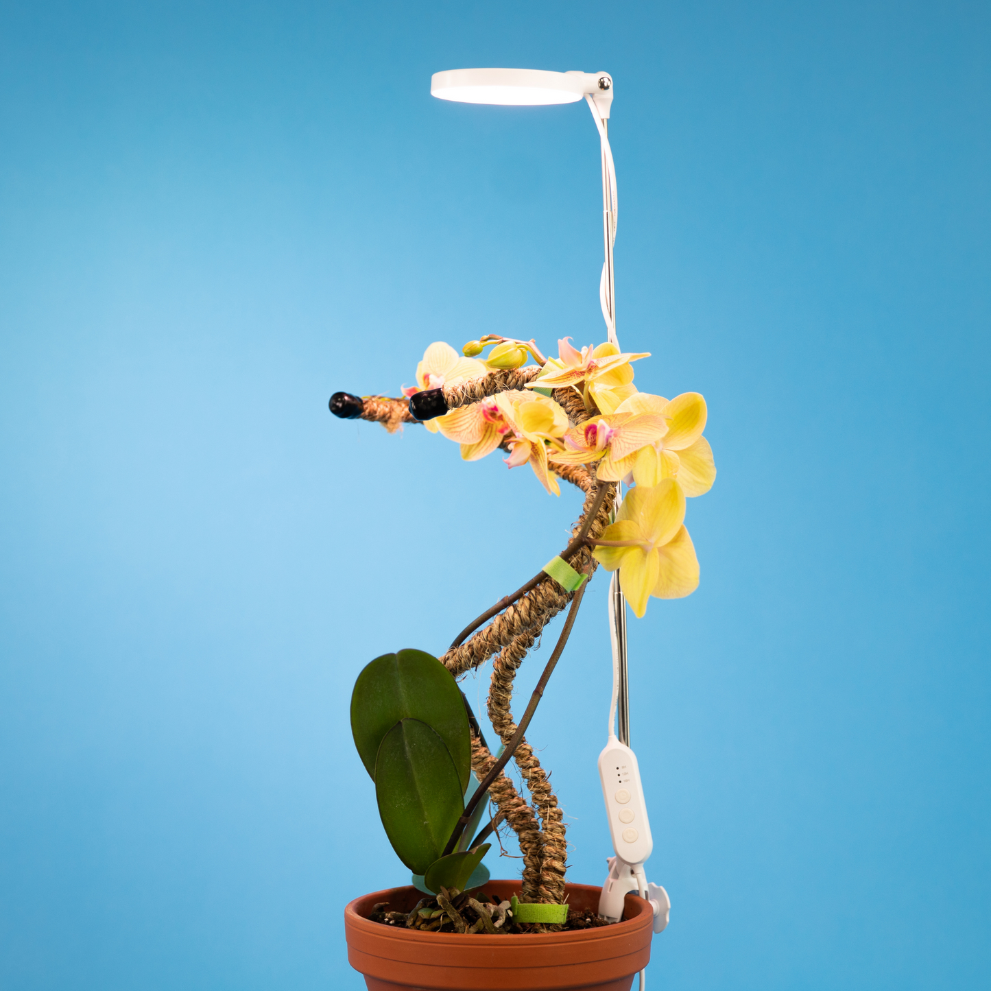 Lampe horticole LED réglable de 28 pouces