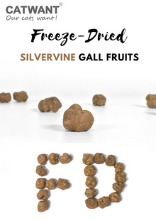 Fruits de noix de galle de vigne d'argent lyophilisés, 20g