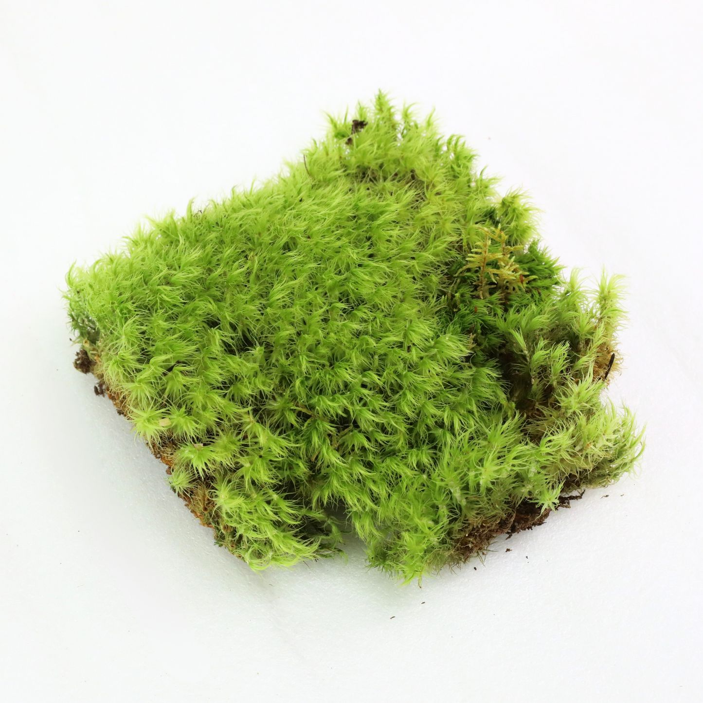 Mousse de sphaigne - Revita-Moss (Dicranum)