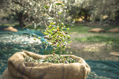 Huile d'olive vierge extra, 100 % Olives ITALIENNES, 500 ml