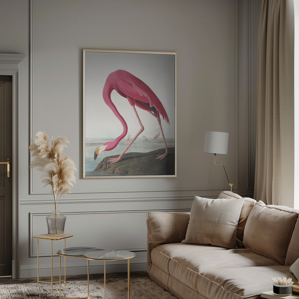 Flamant Rose II de Birds of America (1827)