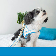 Harnais pour chien en un clic My Baby Boy