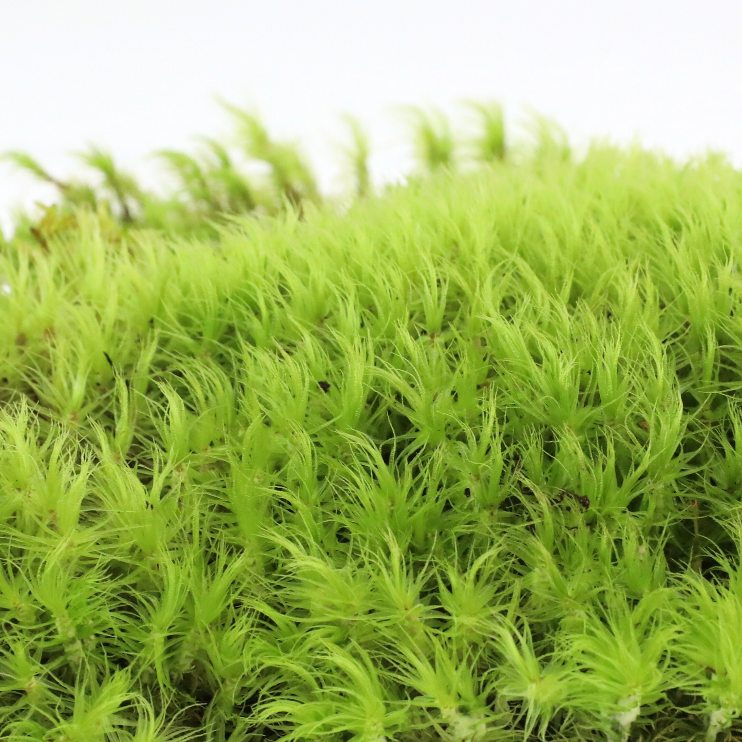 Mousse de sphaigne - Revita-Moss (Dicranum)