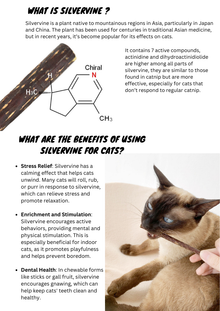 Silvervine Sticks