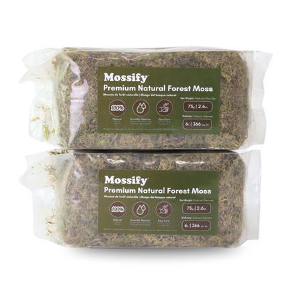 Mousse naturelle de forêt de première qualité
