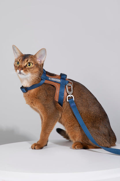 Momopets™ BOBO Series – Harnais en H en Cuir de Qualité Supérieure pour Chat