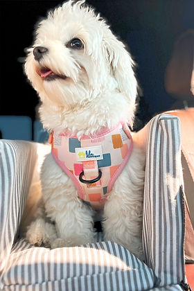 Harnais Réglable pour Chien Vik Fiesta | Lila Pawtique