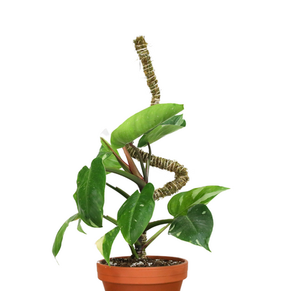 Pack ultime de tuteurs flexibles pour plantes