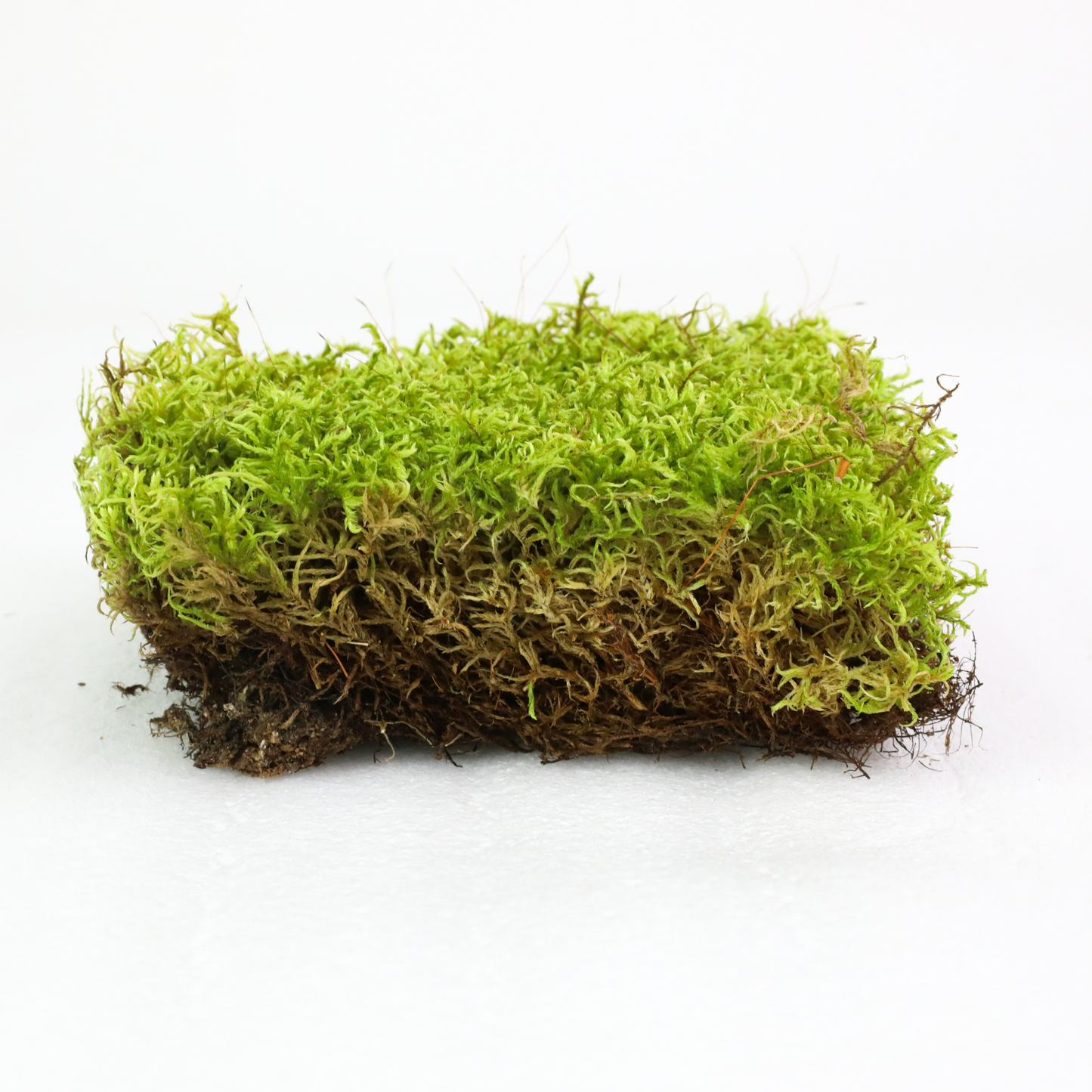 Mousse forestière canadienne naturelle - Revita-Moss™ (Pleurozium schreberi)