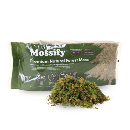 Mousse naturelle de forêt de première qualité