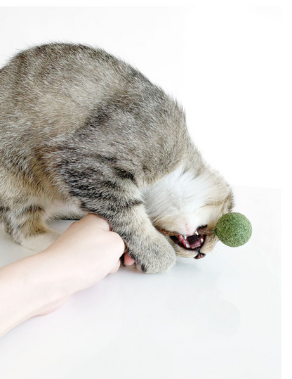 Catnip / Silvervine Lollipop