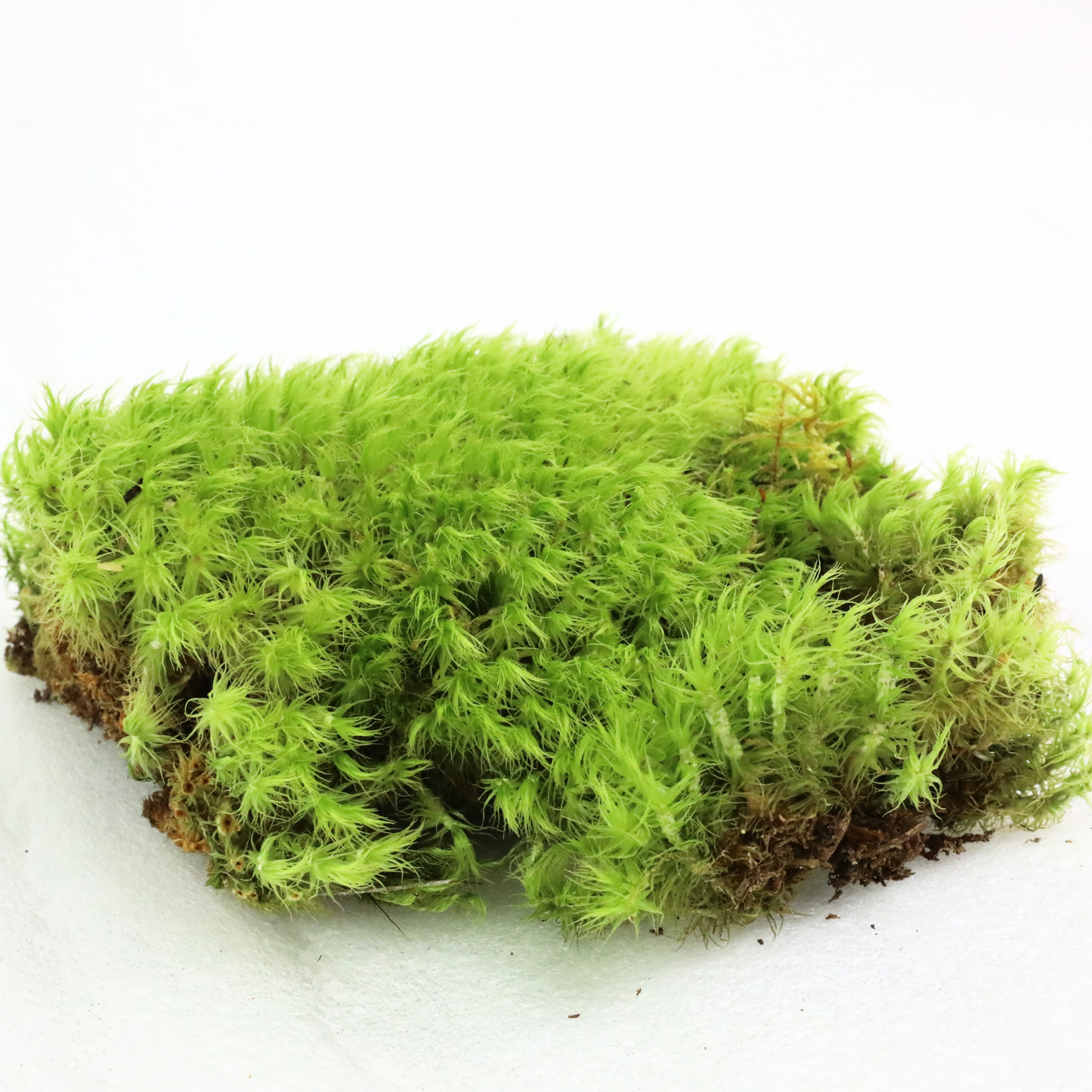 Mousse de sphaigne - Revita-Moss (Dicranum)
