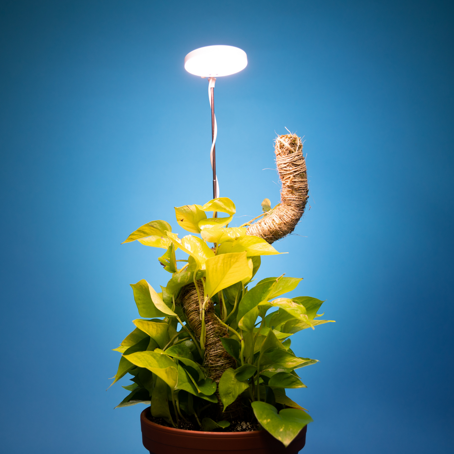 Lampe horticole LED réglable de 28 pouces