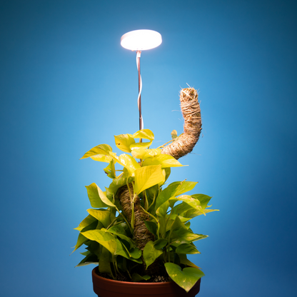 Lampe horticole LED réglable de 28 pouces